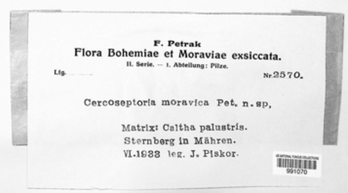 Cercospora moravica image